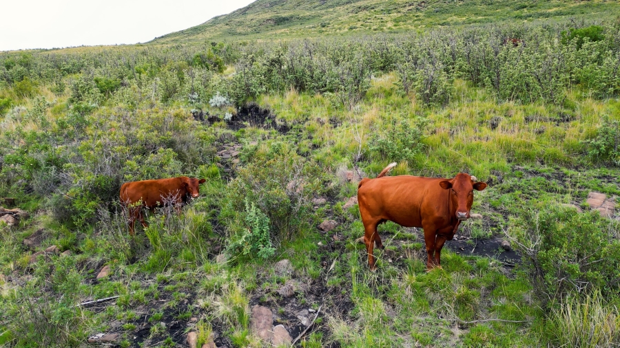 4 Bedroom Property for Sale in Lady Grey Eastern Cape